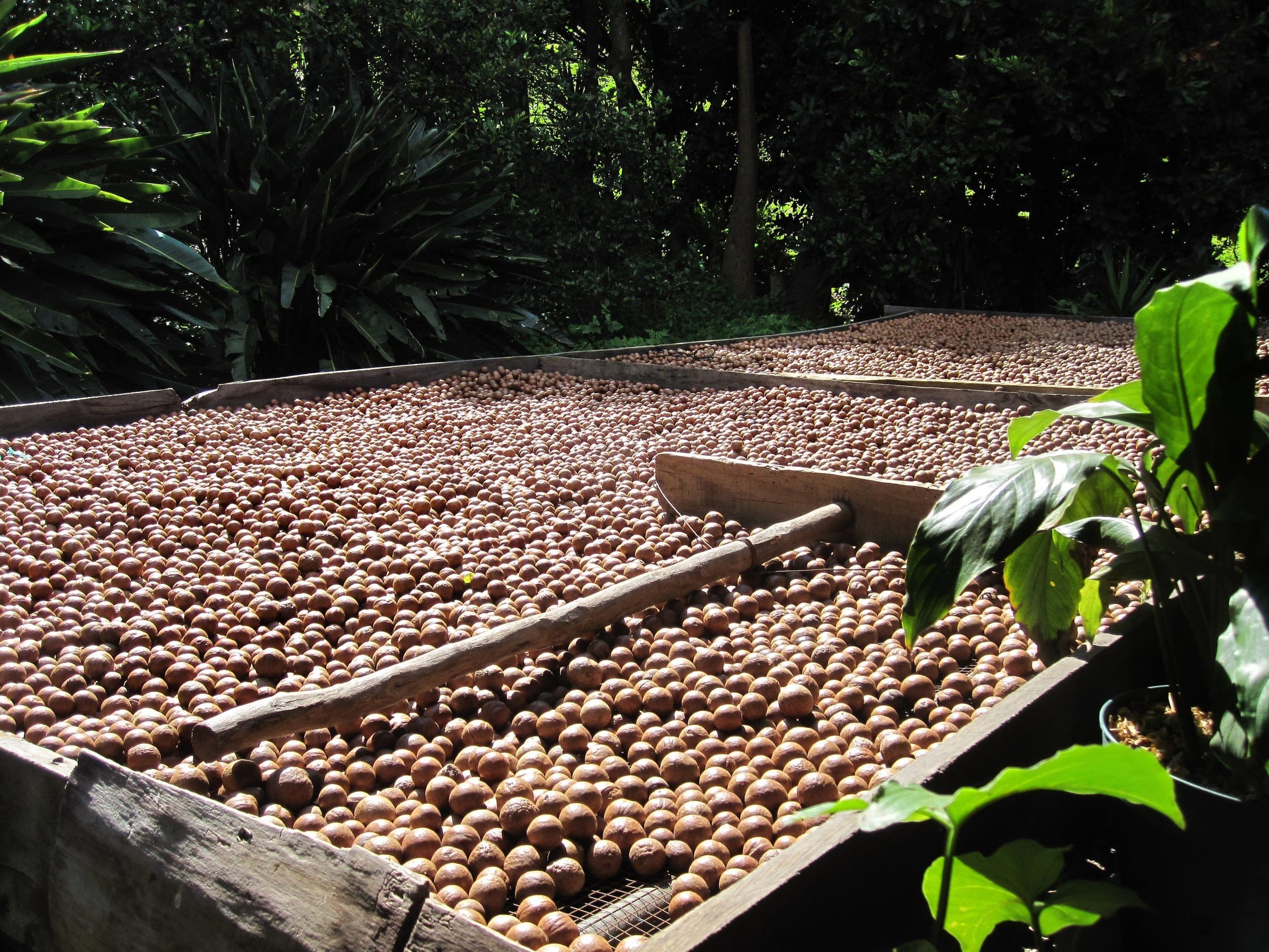 Dehusked macadamia nut-in-shell spread out to dry