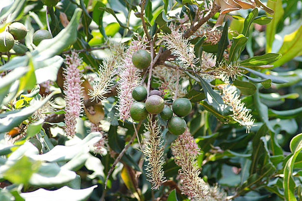 Macadamia branch with long pink flower sprays and young nuts