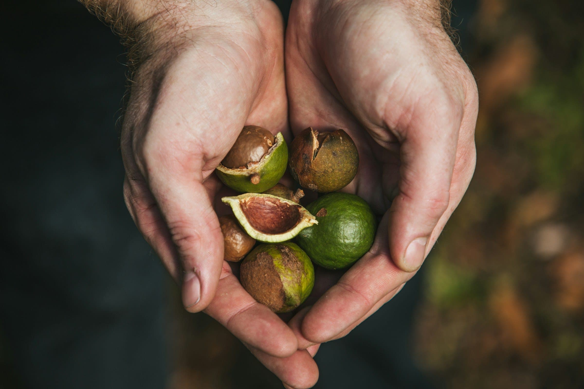 A grower’s hands holding freshly harvested macadamias still in their husks