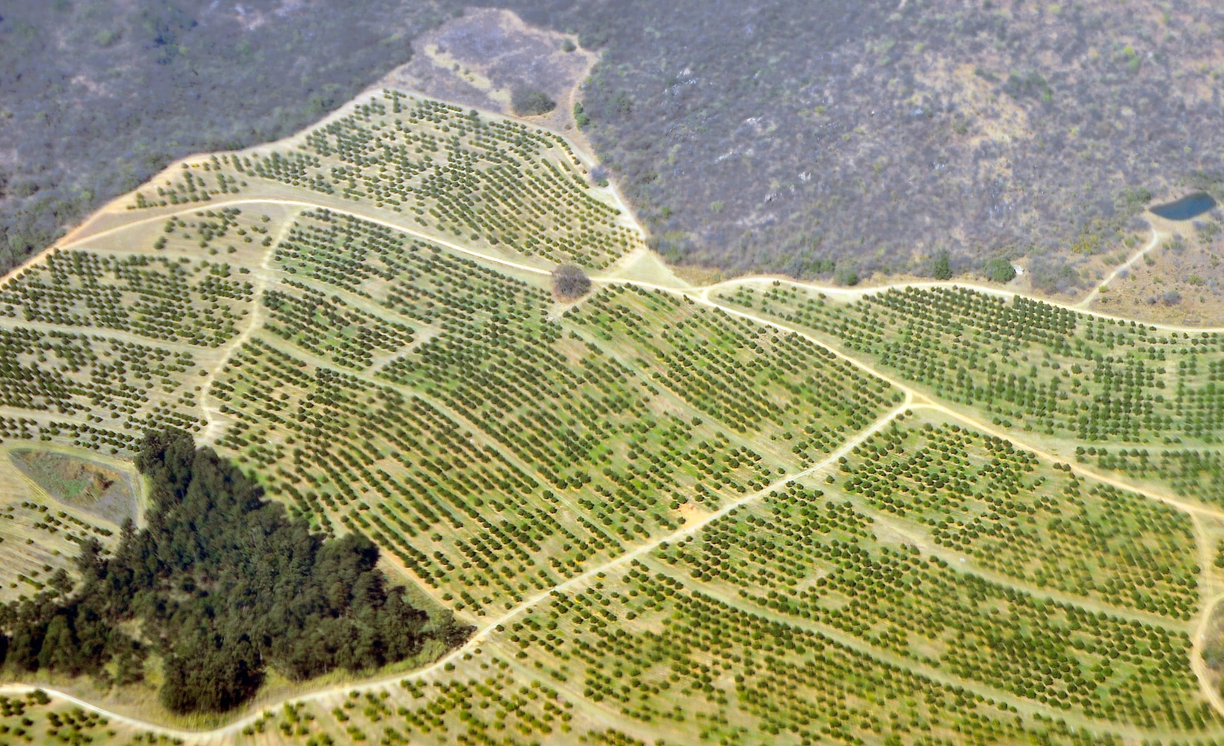Aerial view of an orchard planted in rows across a hillside, edged by natural bush and a small dam