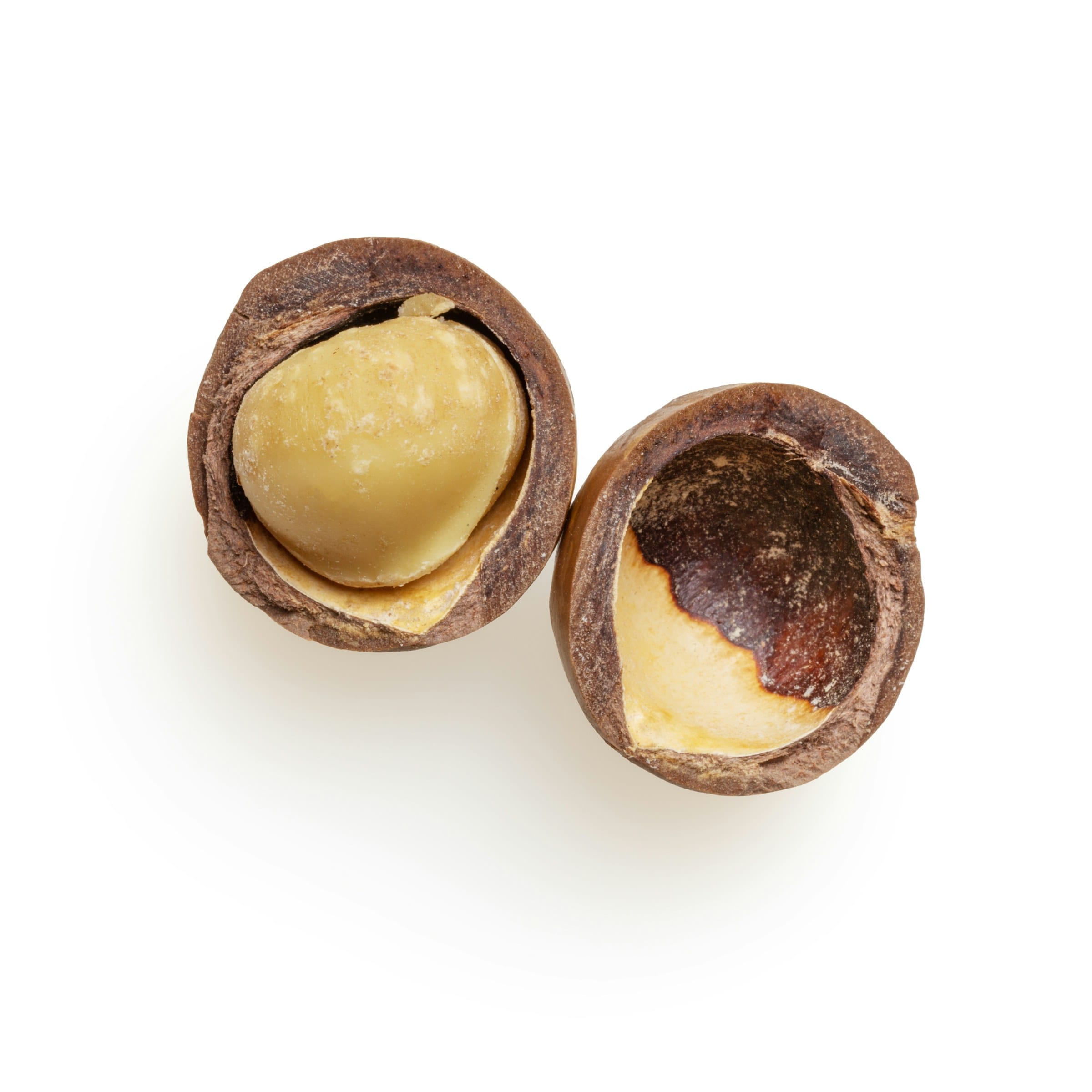 A cracked macadamia shell holding a whole kernel, beside the empty other half of the shell