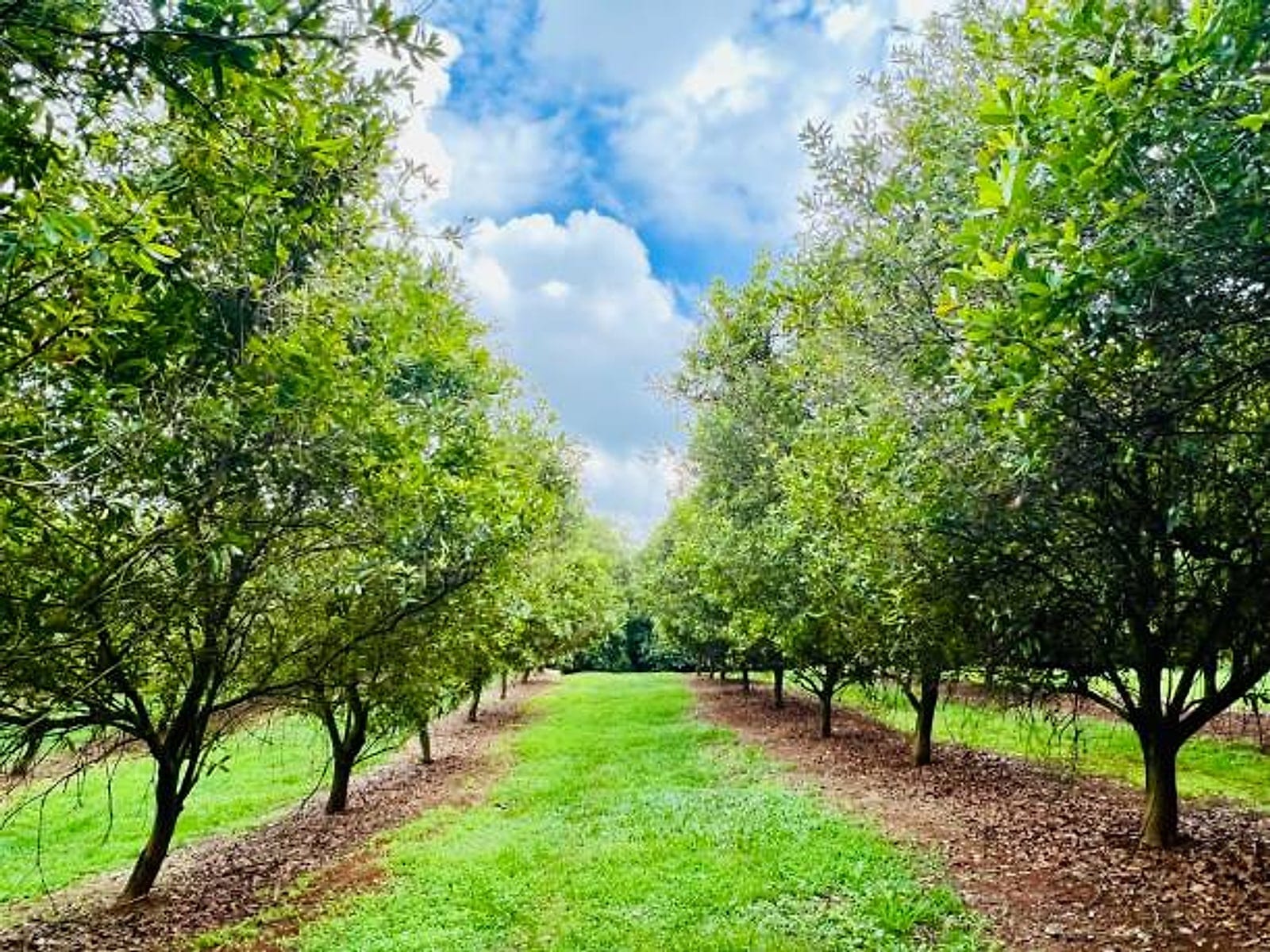 Rows of macadamia trees in a Lowveld orchard under a blue sky