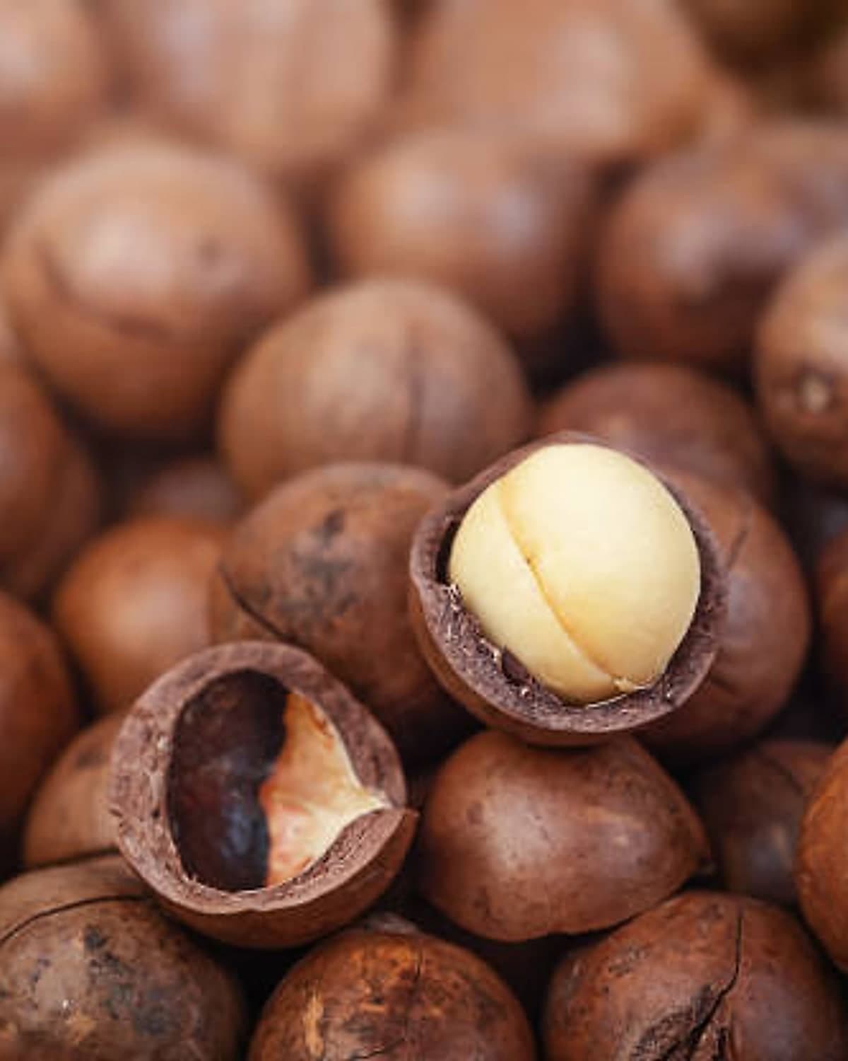 Macadamia nut-in-shell with two cracked shells revealing the kernel
