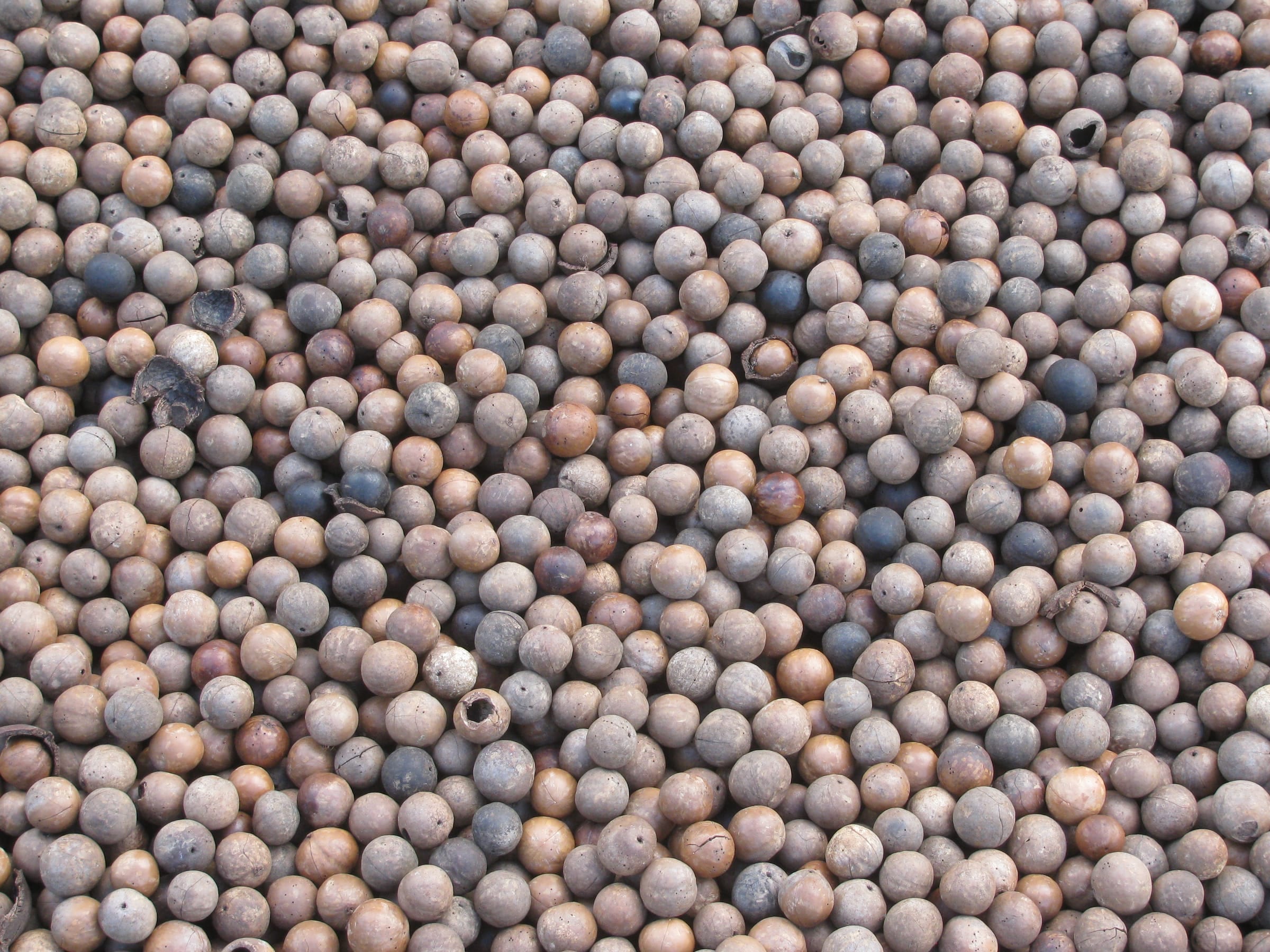 Dried macadamia nut-in-shell heaped together, a few with cracked shells