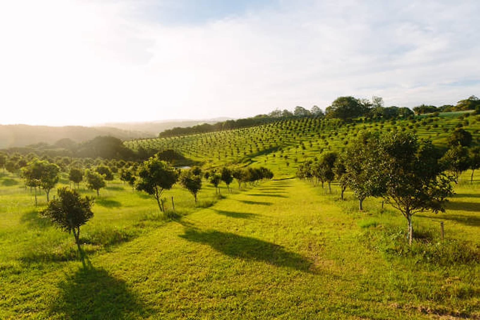 Young macadamia orchard on rolling green hills in soft morning light