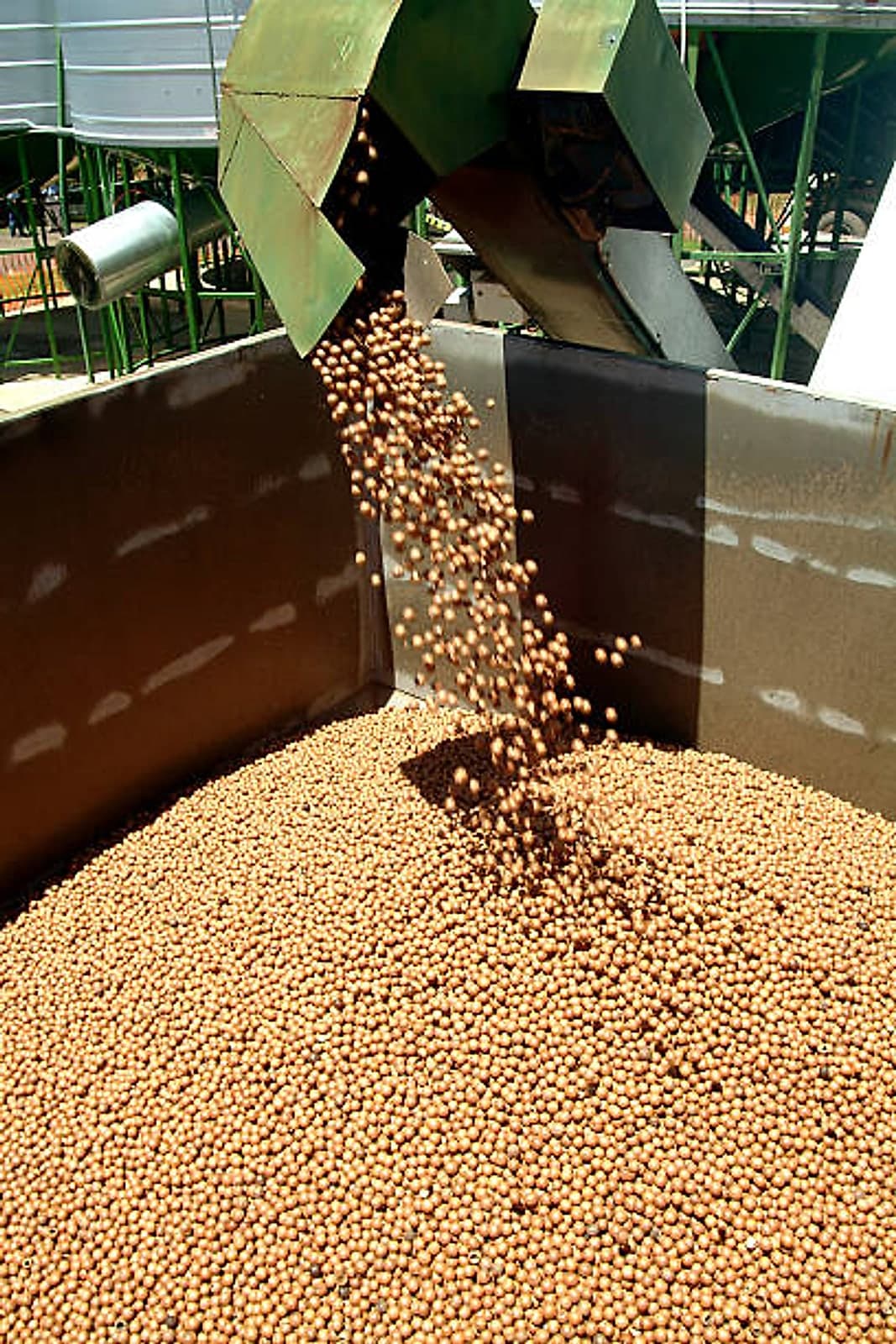 Macadamia nut-in-shell pouring from a chute into a receiving bin