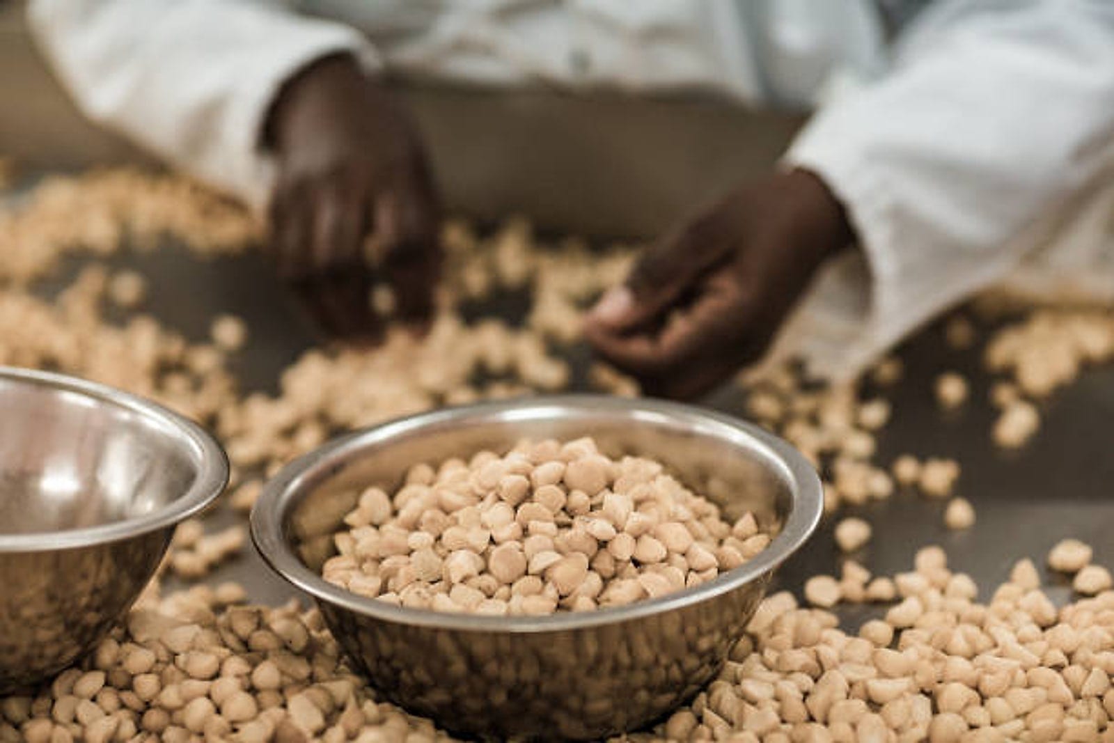 A worker hand-sorting macadamia kernels across a steel table into stainless steel bowls